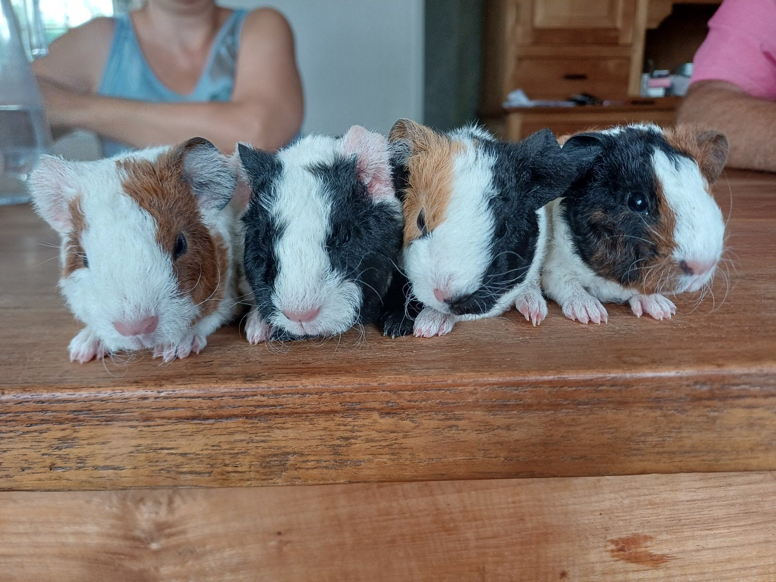 US teddy cavia's, Août, Domestique, Cobaye, Femelle