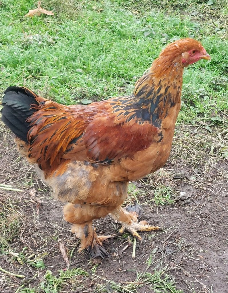 Brahma haan, Mannelijk, Overige soorten