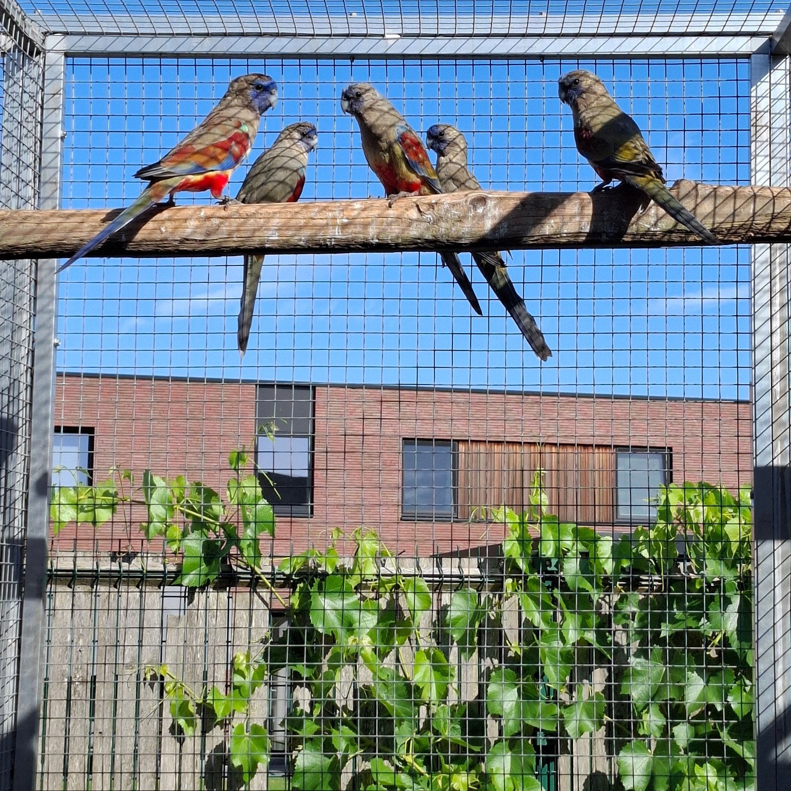 Red vented blue bonnets, Dieren en Toebehoren, Meerdere dieren, Parkiet, Geringd