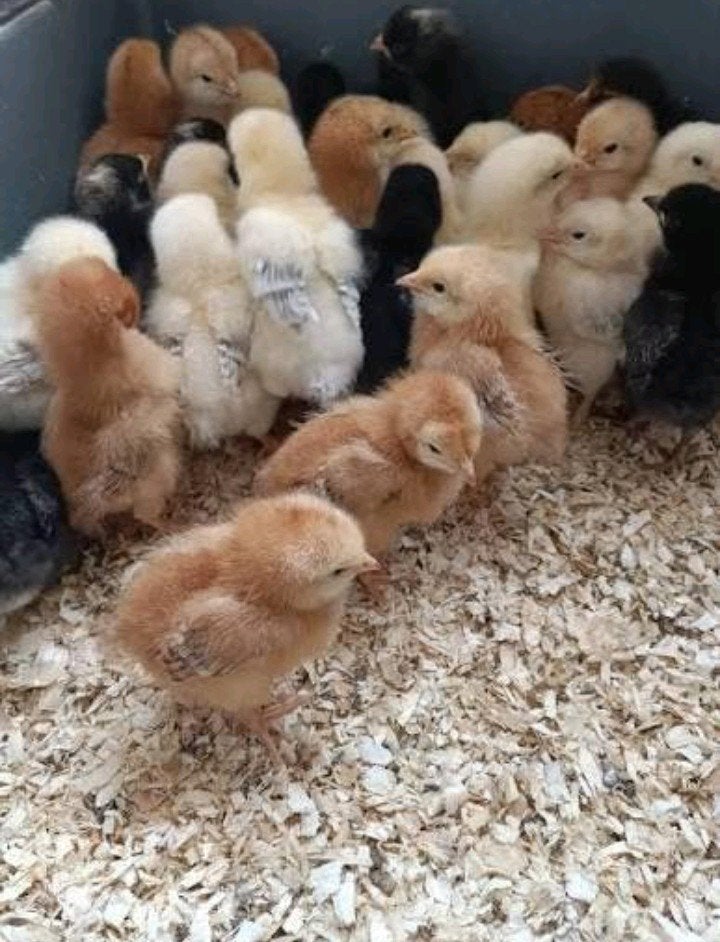 kuikens araucana lavendel en Duitse favorelles te koop, Dieren en Toebehoren