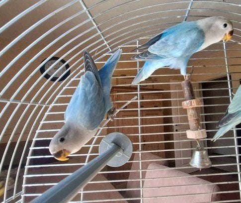 2 jonge dwerg papagaaientjes ficheries te koopd, Dieren en Toebehoren, Vogels | Overige Vogels