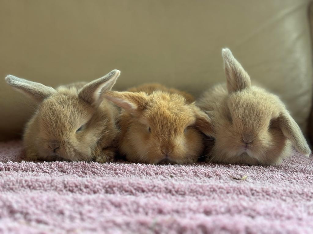 Nederlandse hangoordwerg konijntjes, Dieren en Toebehoren, Konijnen, Hangoor