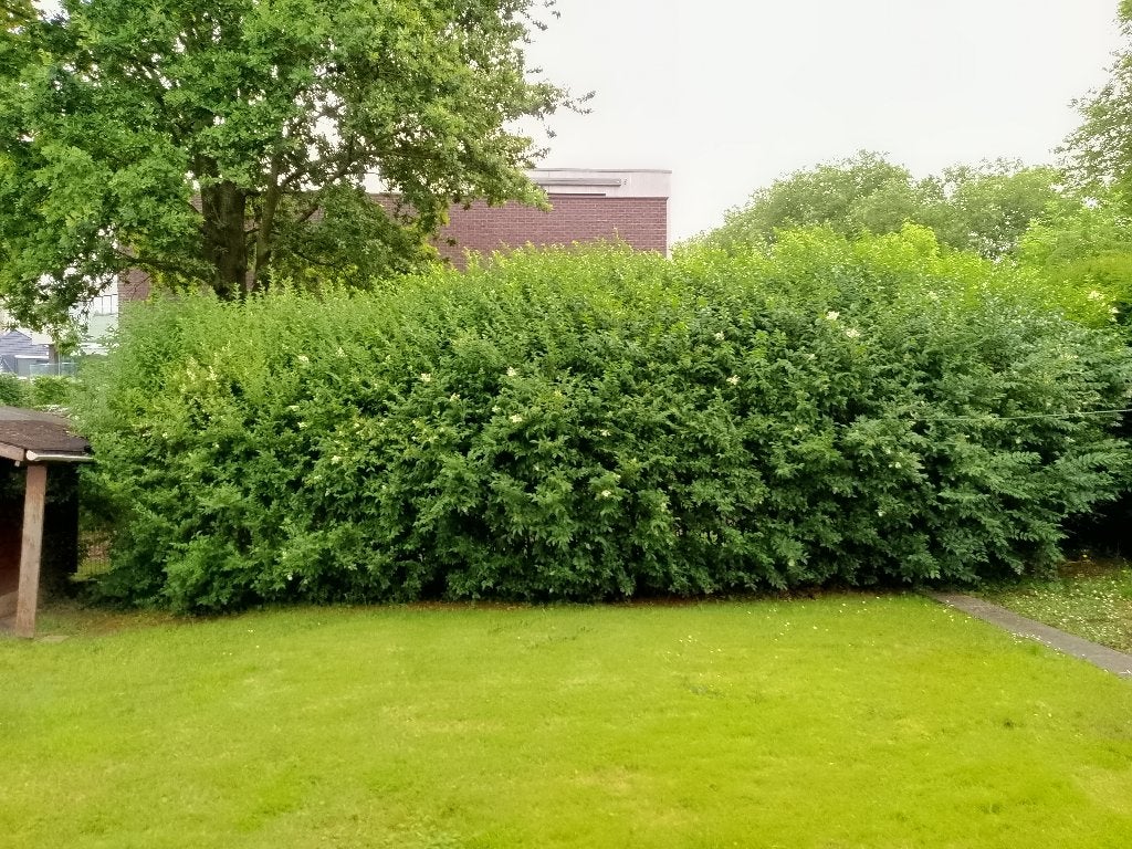 recherche jardinier taille de haie, Tuin en Terras, Ophalen, Laurier, Haag, 100 tot 250 cm