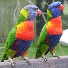Lori van de blauwe bergen pop, Dieren en Toebehoren