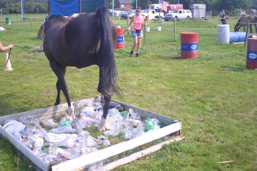 Paard, Dieren en Toebehoren, Paarden, Ruin, Niet van toepassing, 160 tot 165 cm, 11 jaar of ouder, Recreatiepaard, Met stamboom