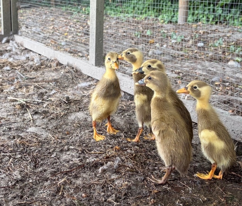 Indische loopeendjes, Dieren en Toebehoren, Pluimvee, Geslacht onbekend, Eend