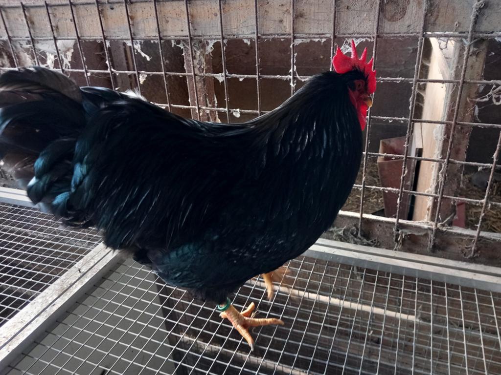 Trio zwarte barnevelder