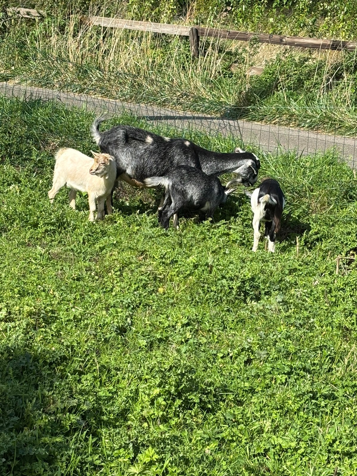 Geit met 2 mieke lammeren, Chèvre