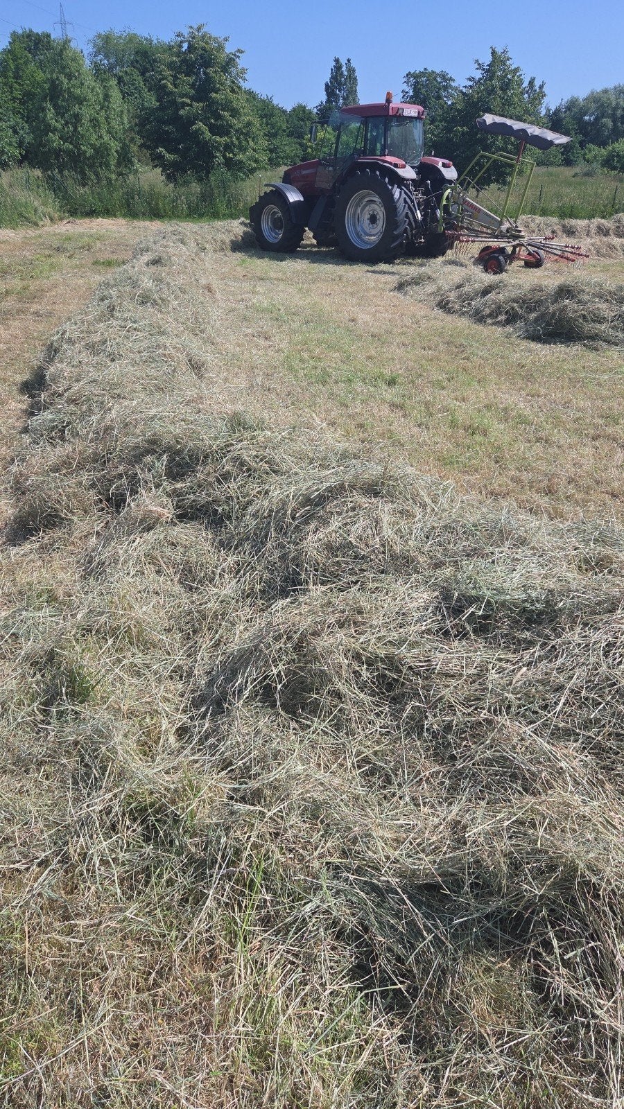 Kleine botten hooi te koop, Dieren en Toebehoren, Ophalen of Verzenden