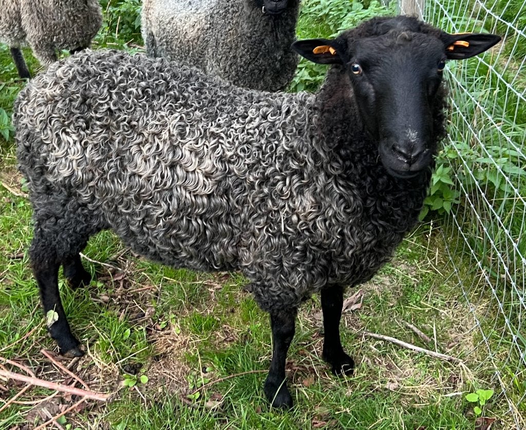 Grand bélier noir d'un an, mouton Gotland, Mâle, Mouton, 0 à 2 ans