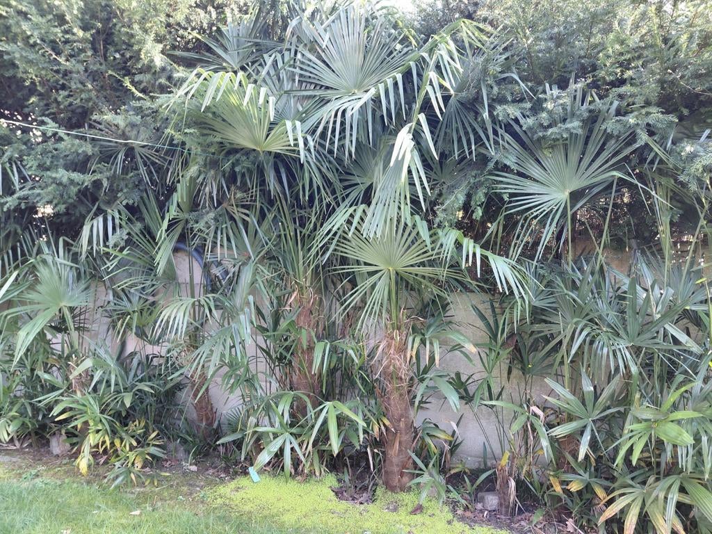 Thrachycarpus Fortunei winterharde palmbomen, Enlèvement, Printemps, Plein soleil, Palmier