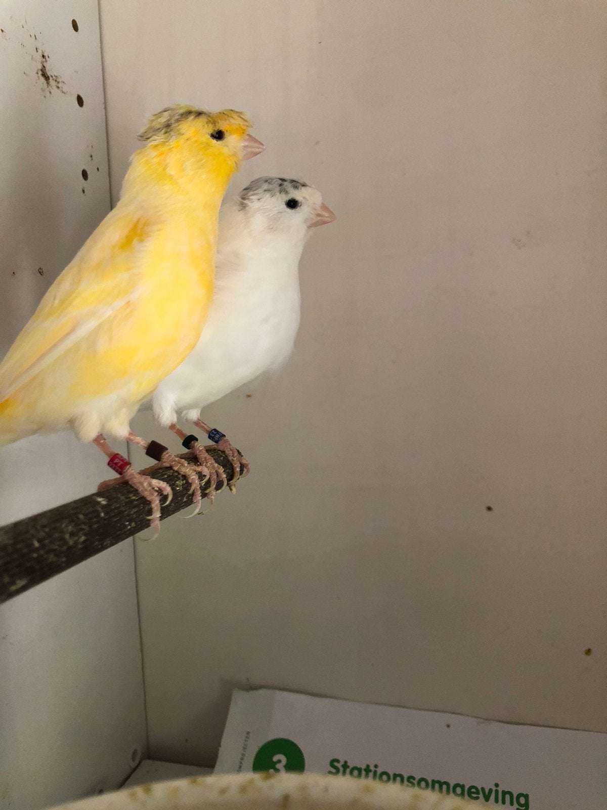 Twee mooi kanaries, Dieren en Toebehoren, Vogels | Kanaries, Mannelijk, Kleurkanarie