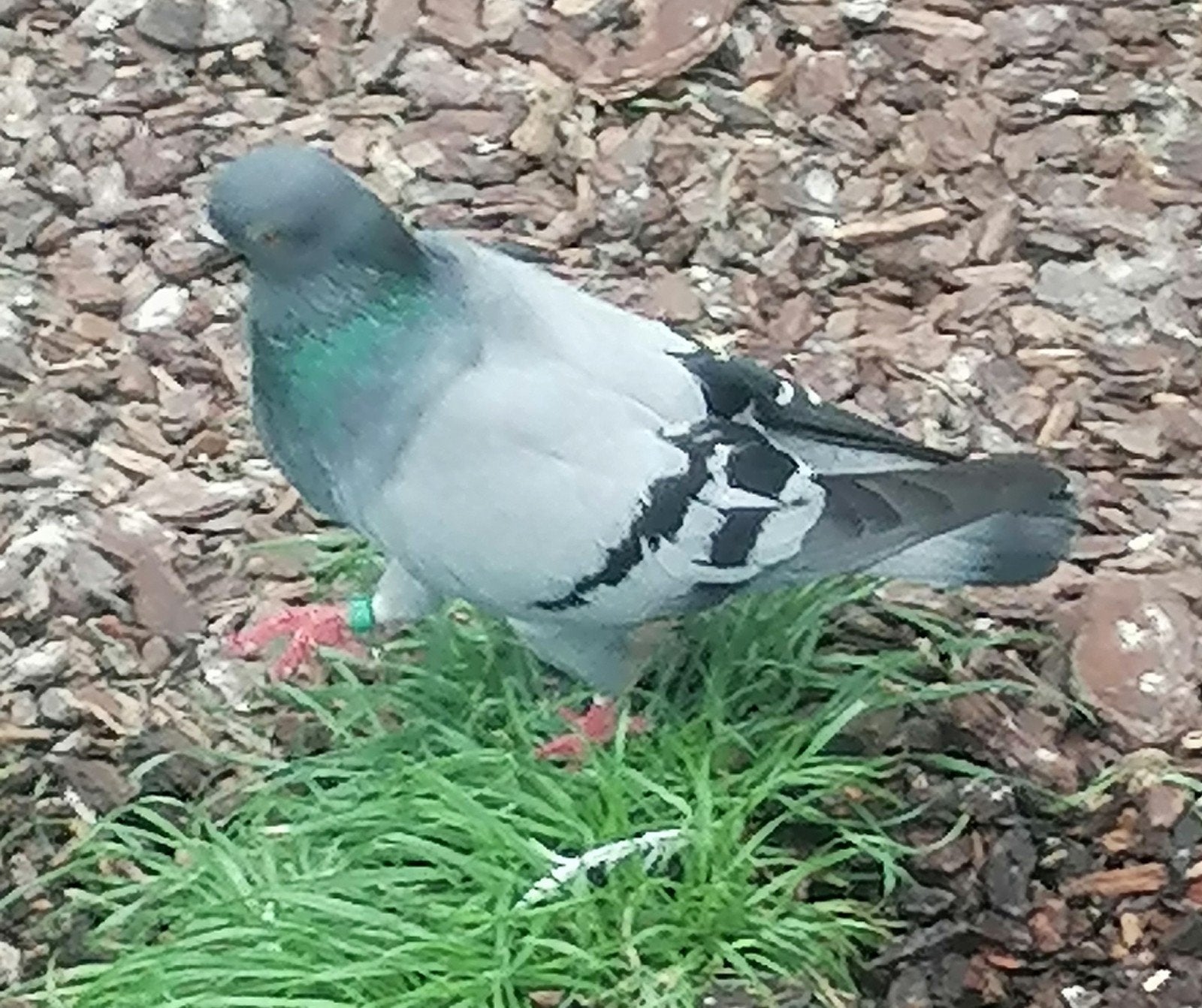 Figurita, Dieren en Toebehoren