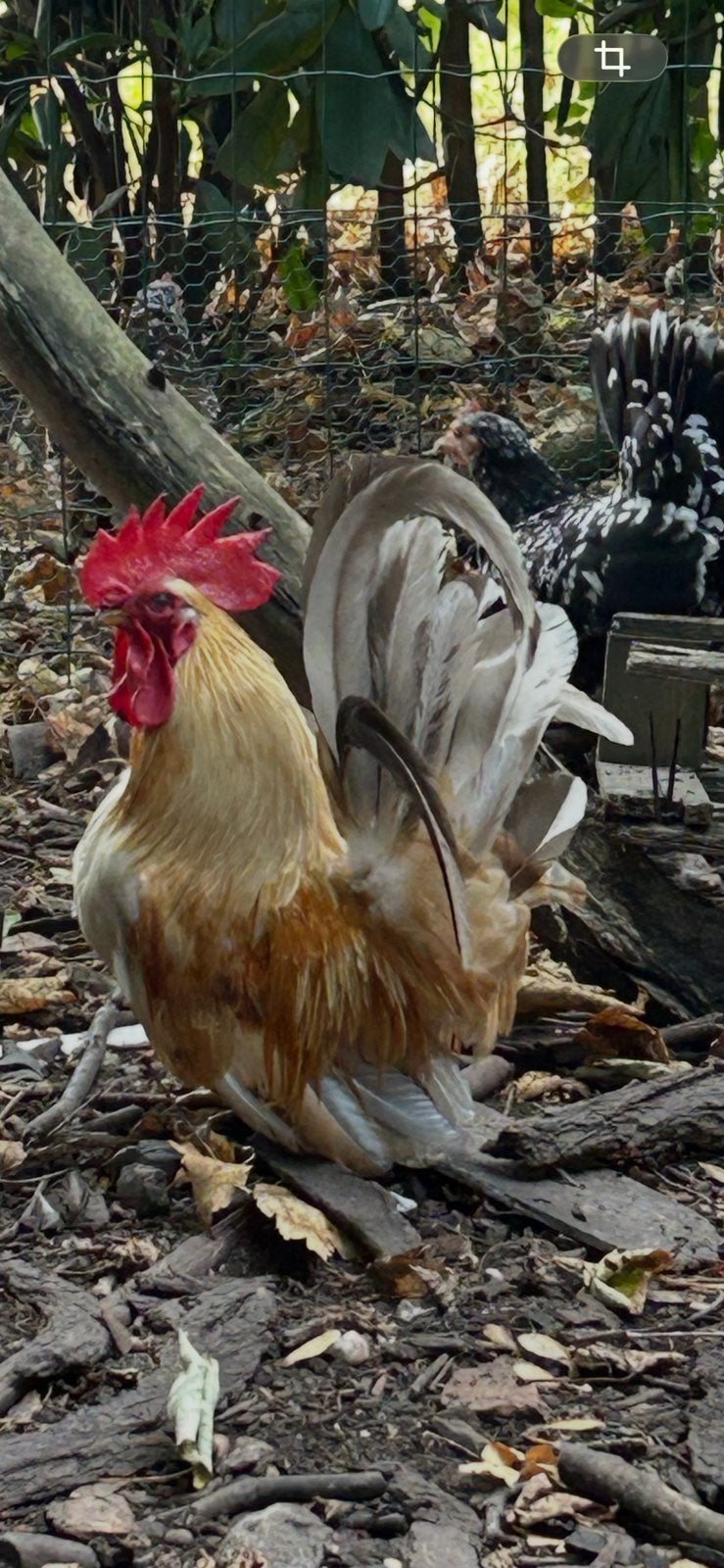 Chabo en Hollands Kriel haantjes, zeer tam eten uit de hand, Dieren en Toebehoren, Pluimvee