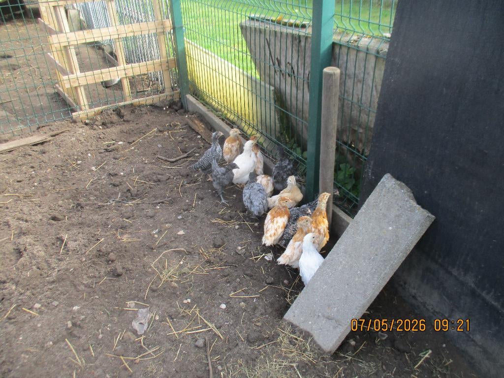 kuikens kippen, Dieren en Toebehoren