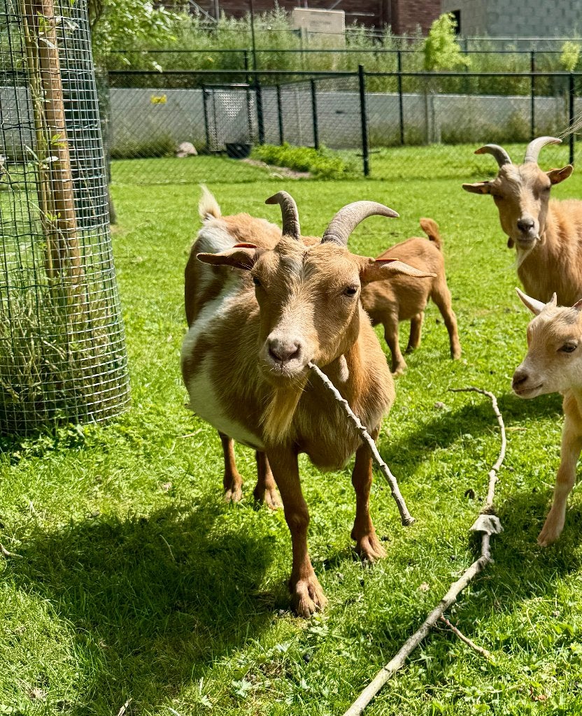 2 camel dwerggeit miekes, Vrouwelijk, Geit, 3 tot 5 jaar