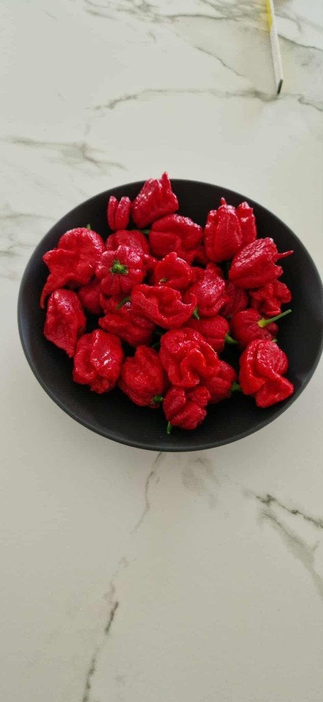 Carolina Reaper (zaden), Tuin en Terras, Bloembollen en Zaden, Ophalen of Verzenden, Voorjaar, Volle zon, Zaad