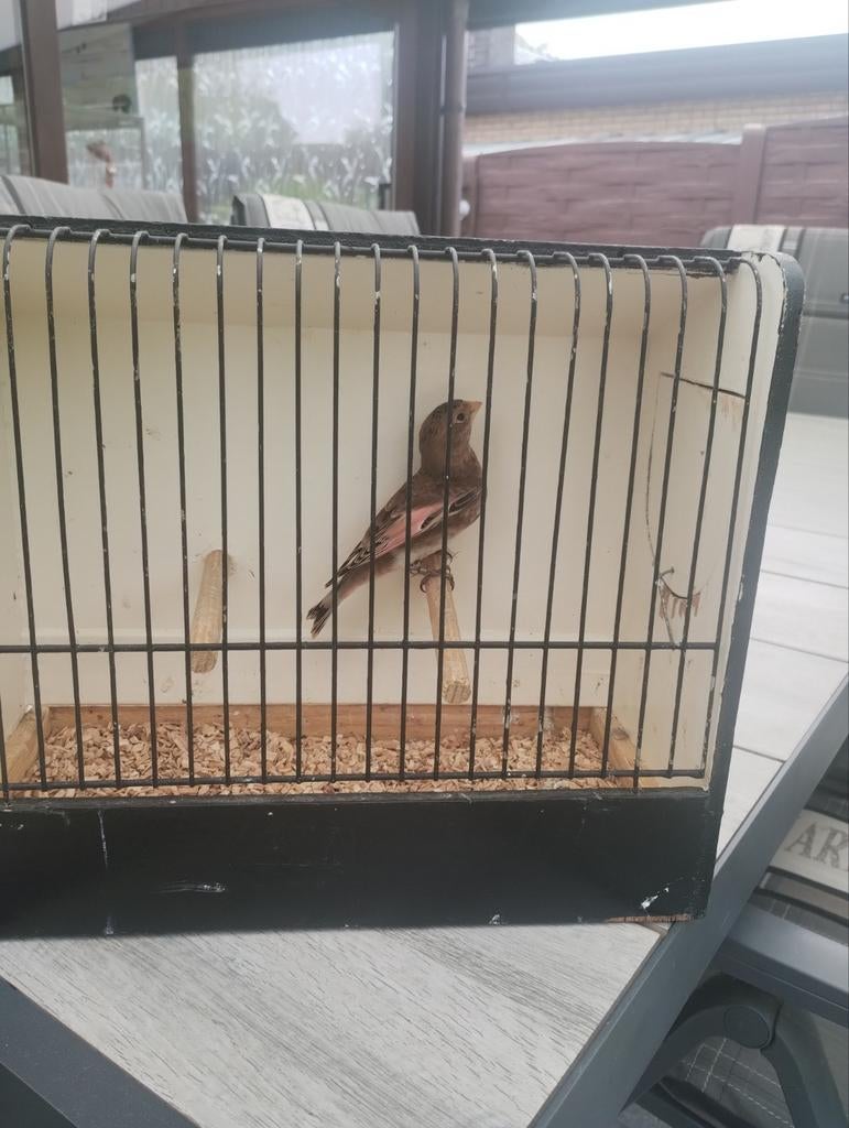 Rode Bergvink  man 2025, Animaux & Accessoires, Oiseaux | Oiseaux Autre, Mâle, Oiseau chanteur sauvage, Bagué