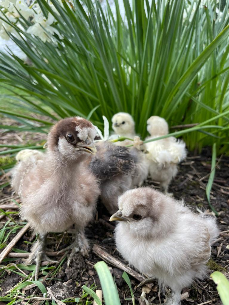 Grote zijdehoen kuikens, Sexe inconnu, Poule ou poulet