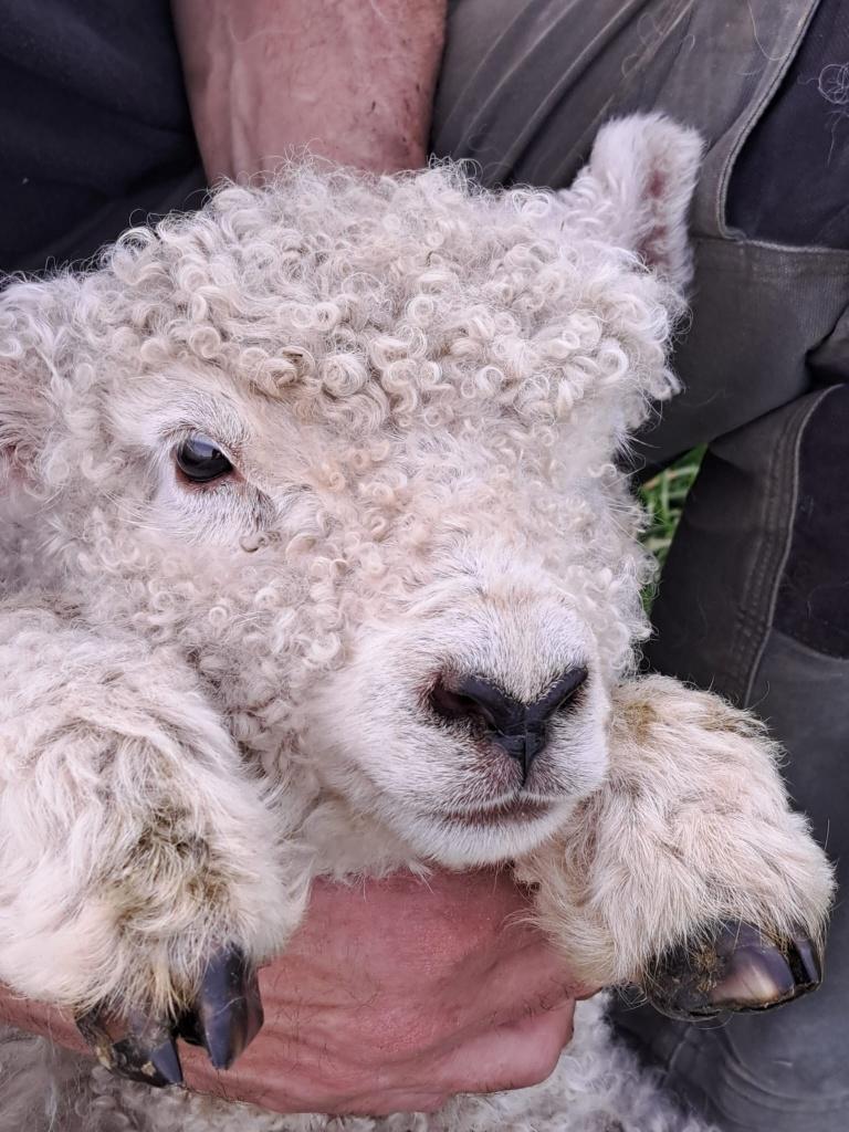 Devon and Cornwall, Animaux & Accessoires, Mâle, Mouton, 0 à 2 ans