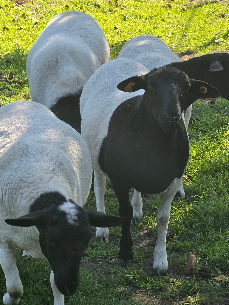 Dorper, Dieren en Toebehoren, Meerdere dieren, Schaap, 0 tot 2 jaar
