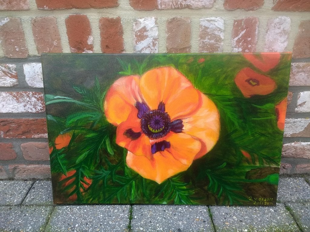 Papaver/klaproos, Ophalen of Verzenden