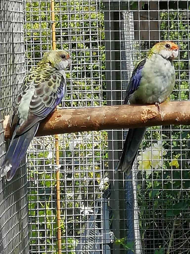 bleekkop rosella, Plusieurs animaux, Perruche, Bagué