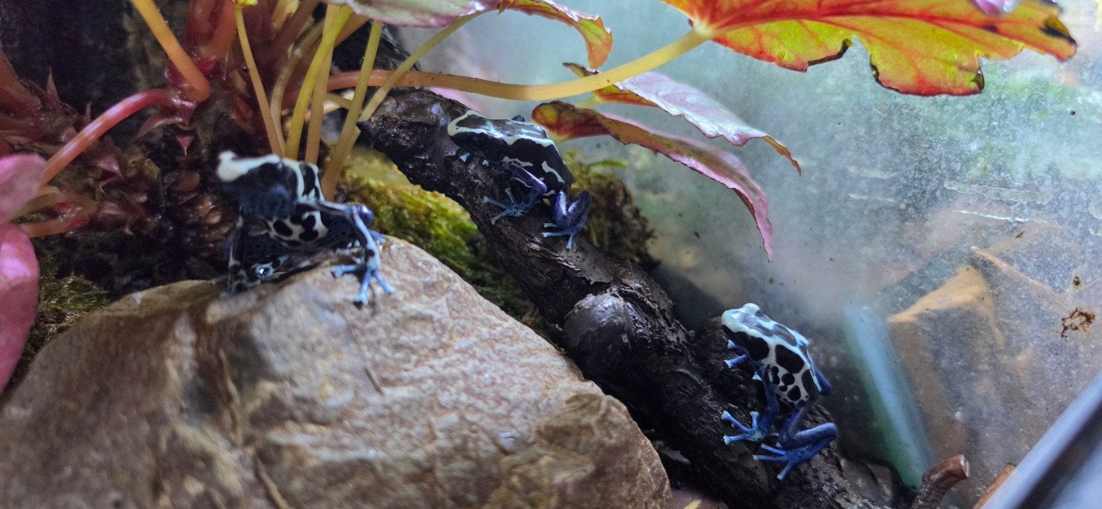 tinctorius oyapok, Dieren en Toebehoren