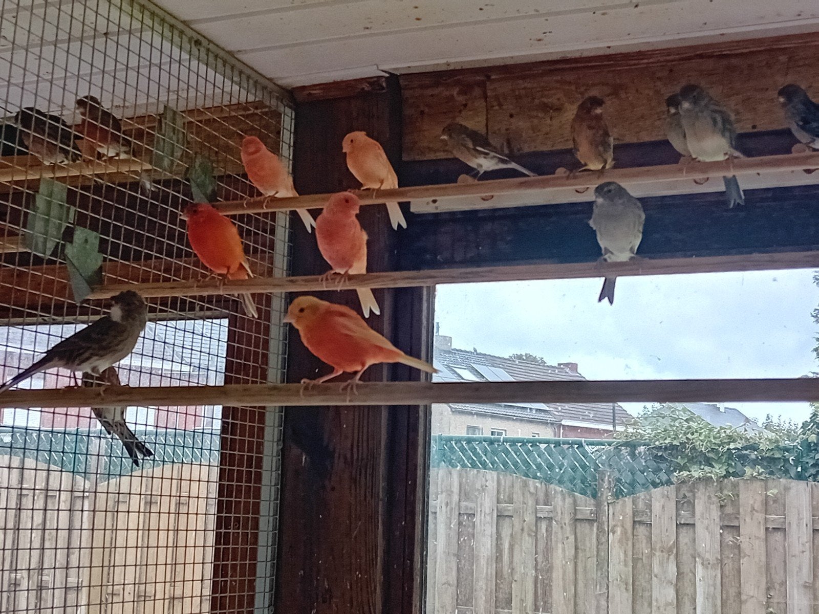 kanaries, Dieren en Toebehoren