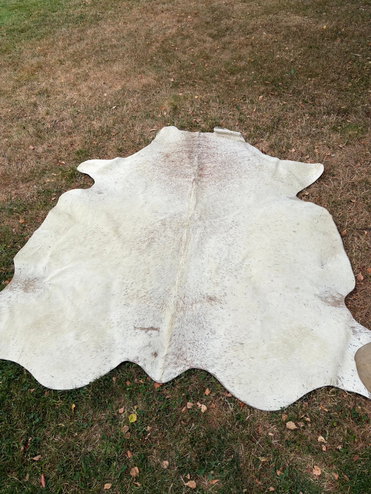Peau de vache - cuir tanné, 200 cm ou plus, Beige, 150 à 200 cm, Comme neuf