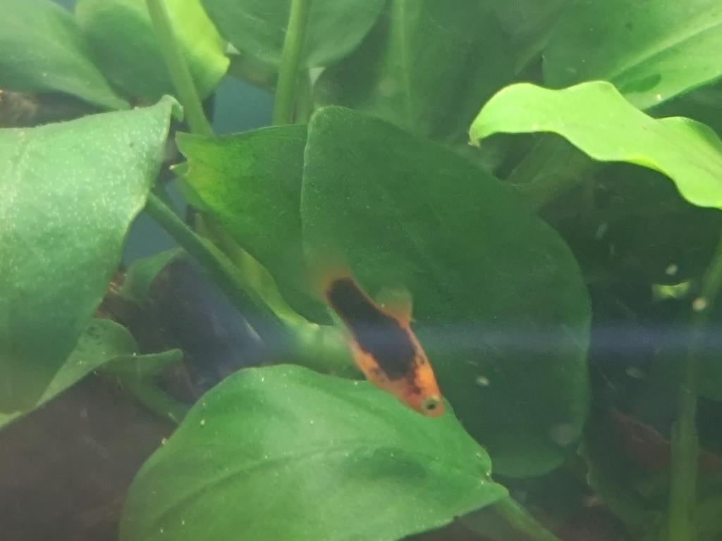 2 jonge Platy’s (1-1,5 maand) – eigen kweek, Dieren en Toebehoren, Vissen | Aquariumvissen, Zoetwatervis, Vis