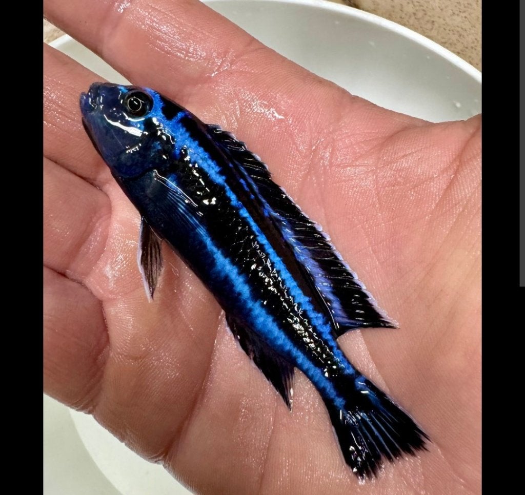 Melanochromis maingano, Vis, Zoetwatervis