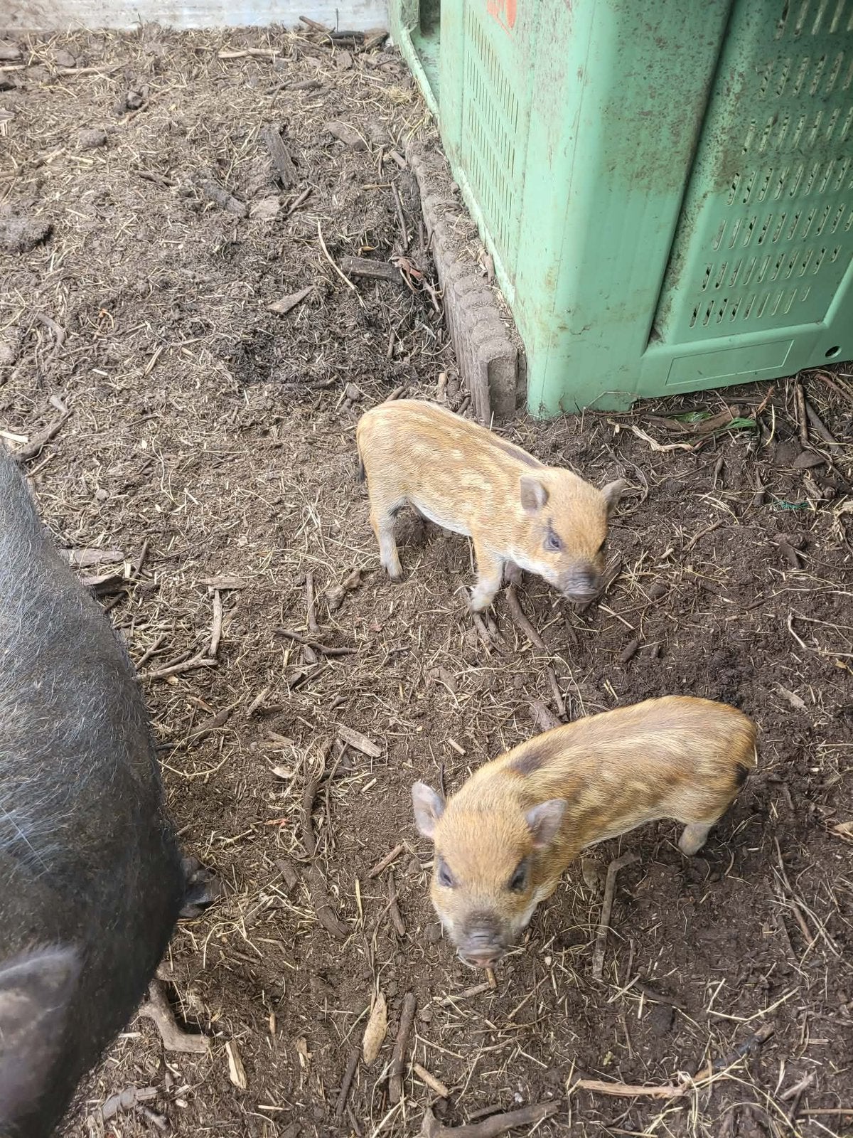 Mini Göttinger varken, Dieren en Toebehoren, Schapen, Geiten en Varkens, Varken