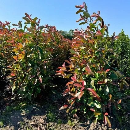 Photinia ‘Red Robin’, Tuin en Terras, Ophalen, Haag