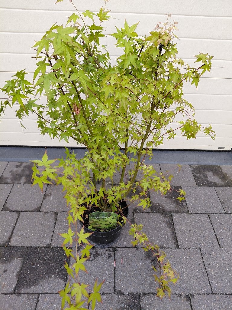 Acer Palmatum, Tuin en Terras, Ophalen, Herfst, Halfschaduw