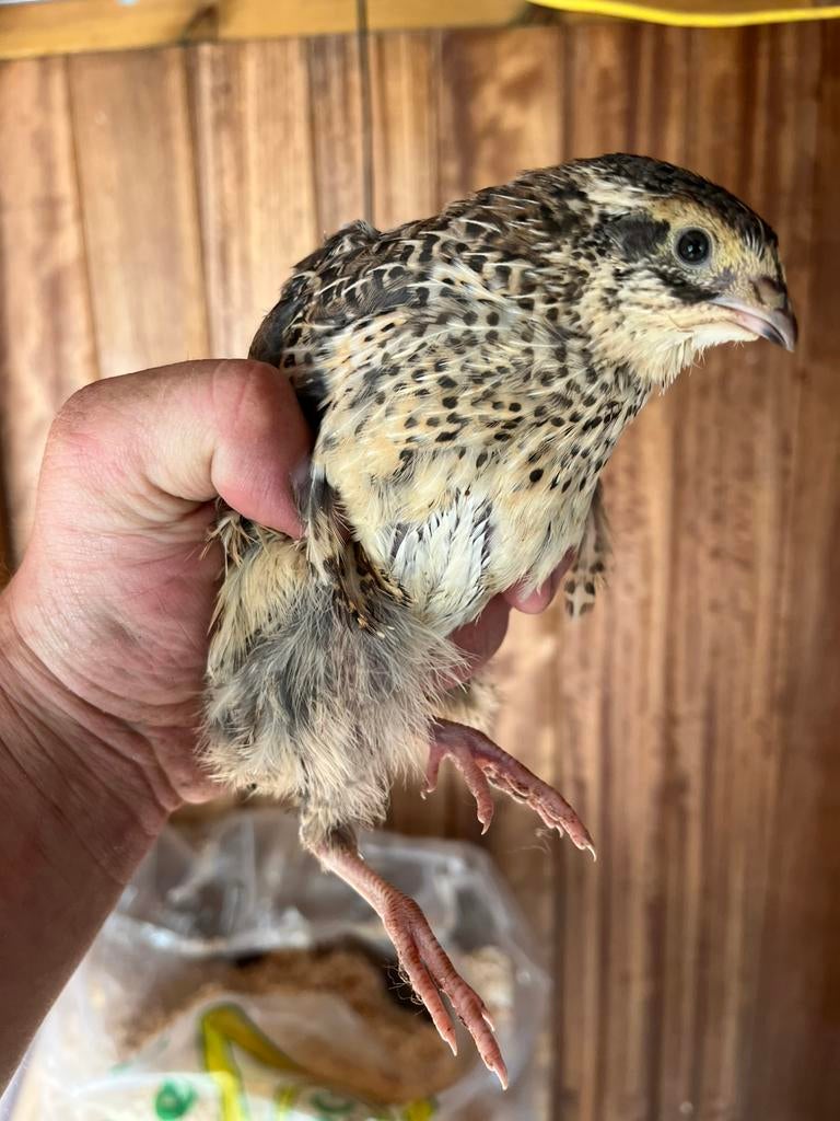 Japanse kwartel hennen, Dieren en Toebehoren