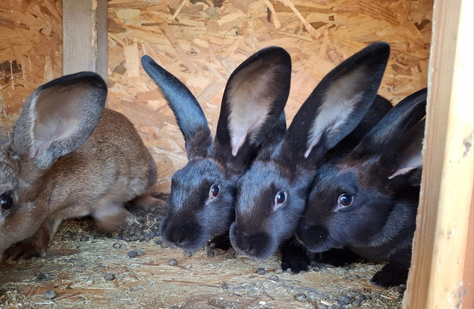 Tamme jonge konijnen, Dieren en Toebehoren, Mannelijk, Middelgroot, 0 tot 2 jaar