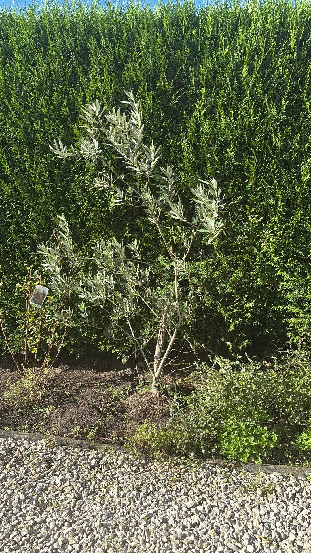 Olijfboom, Tuin en Terras, Planten | Bomen, Ophalen, Olijfboom