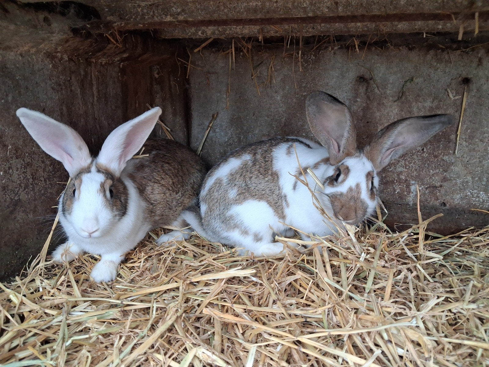 2 jonge konijnen, Femelle, Grand, 0 à 2 ans