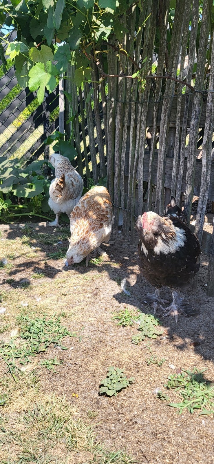Duitse faverolles 2 hennen en haan, Dieren en Toebehoren