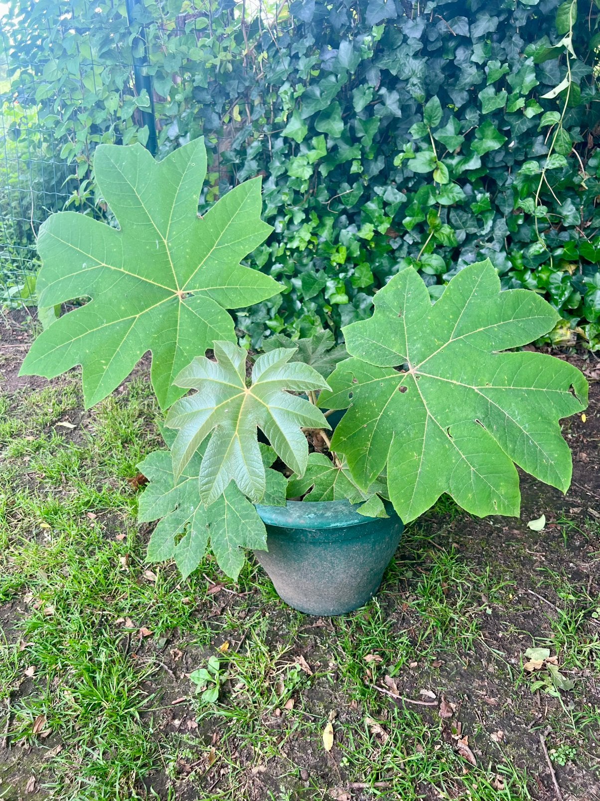 Rijstpapier plant, Ophalen