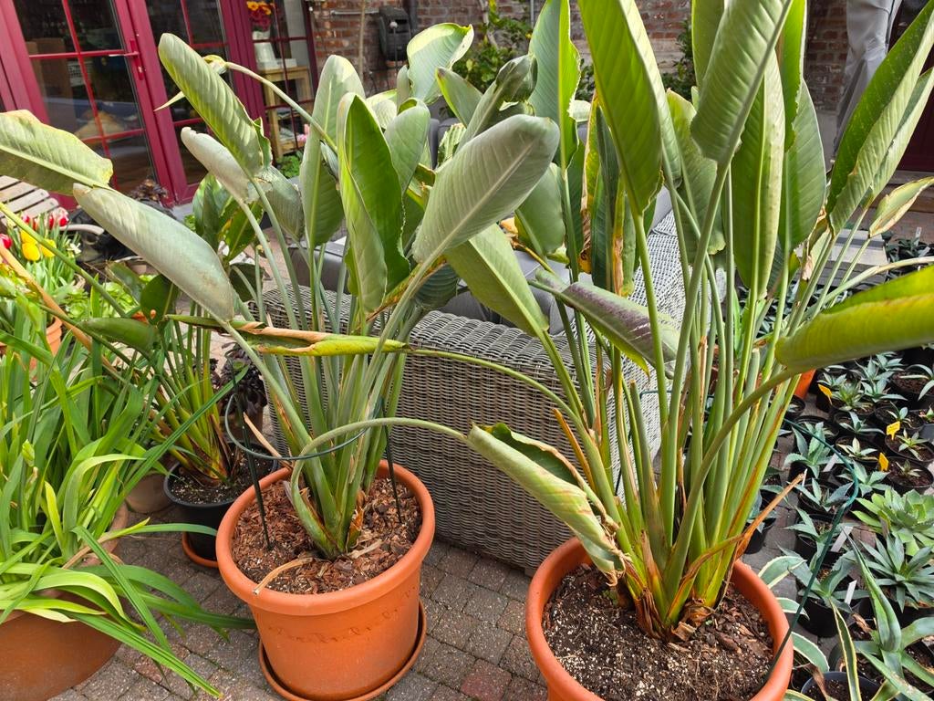 3 x Strelitzia reginae / Paradijsvogelplant, Enlèvement, Hiver