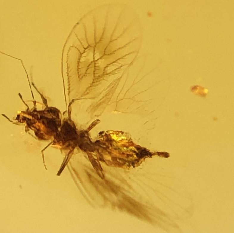 Burmese amber - Amber - 13.7 mm - 10.5 mm, Ophalen of Verzenden