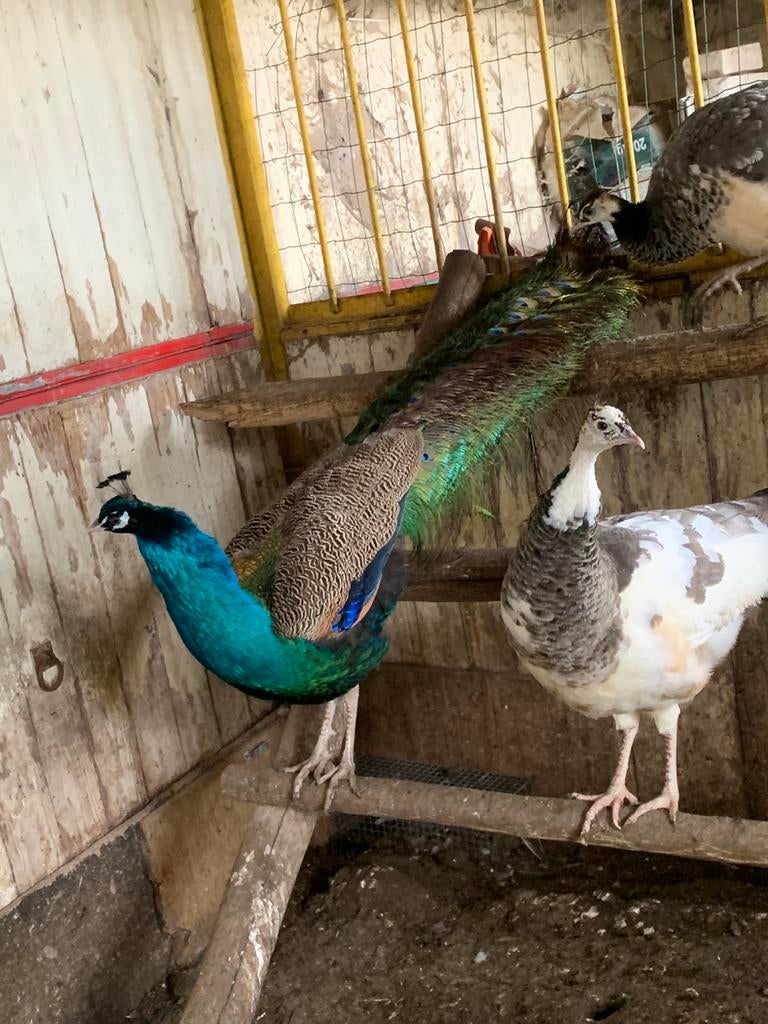 Coq paon