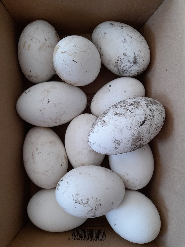 Oeufs d'oie blanche, Enlèvement