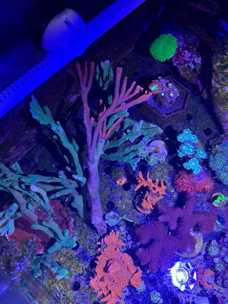 Grote stukken montipora digitata takvorm, Animaux & Accessoires, Poissons | Poissons d'aquarium, Autres types, Poisson de mer