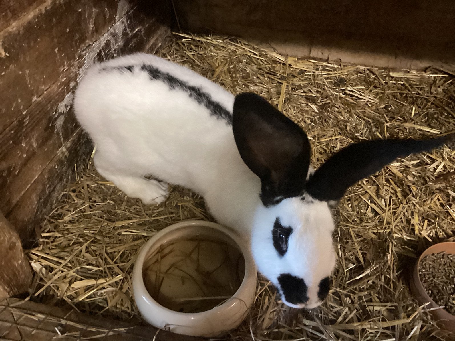 Reuzevlinder, Mâle, Grand, 0 à 2 ans