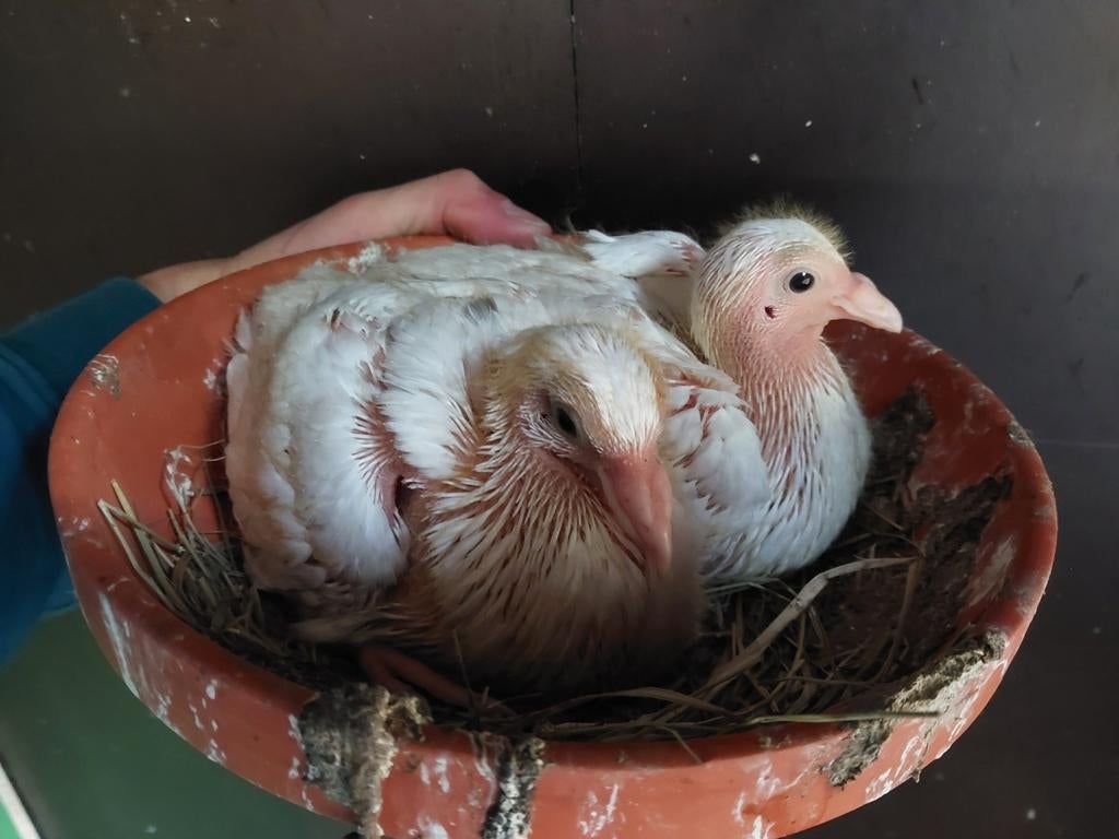 Witte postduiven, Sexe inconnu, Pigeon voyageur