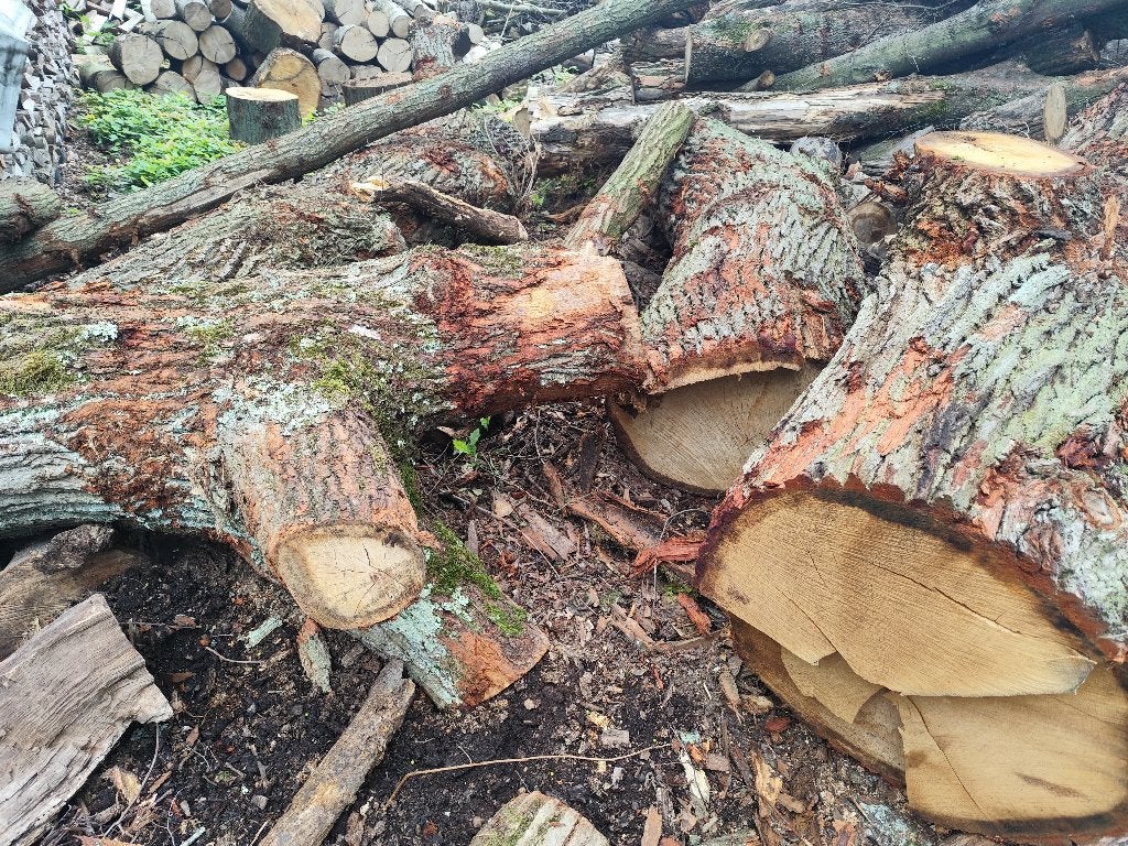 brandhout Eik een Beuk, 6 m³ ou plus, Envoi, Chêne, Bûches