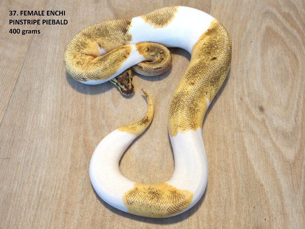 Koningspythons halfwas en volwassen kweekdieren deel 2 Ball Python photo 13
